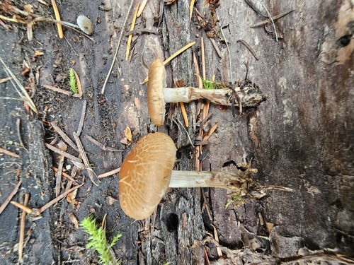 Hebeloma excedens