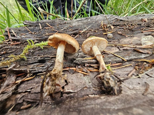 Hebeloma excedens (Photo 2 of 8)