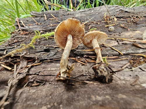 Hebeloma excedens (Photo 3 of 8)