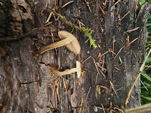 Hebeloma excedens (Photo 5 of 8)