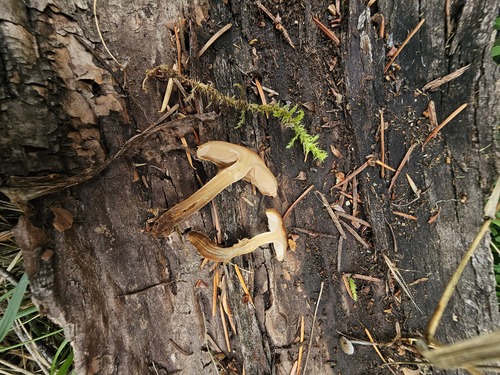 Hebeloma excedens (Photo 7 of 8)