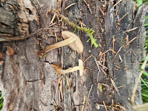 Hebeloma excedens (Photo 6 of 8)