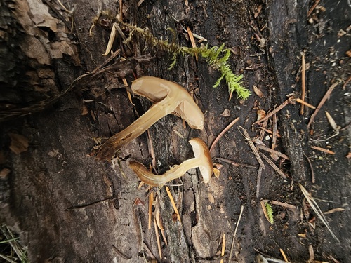 Hebeloma excedens (Photo 8 of 8)