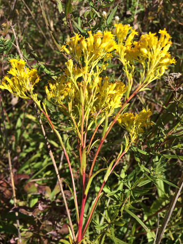 Ohio Goldenrod