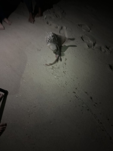 Clearnose Skate, Assateague Island, MD, US, photo 9 of 10