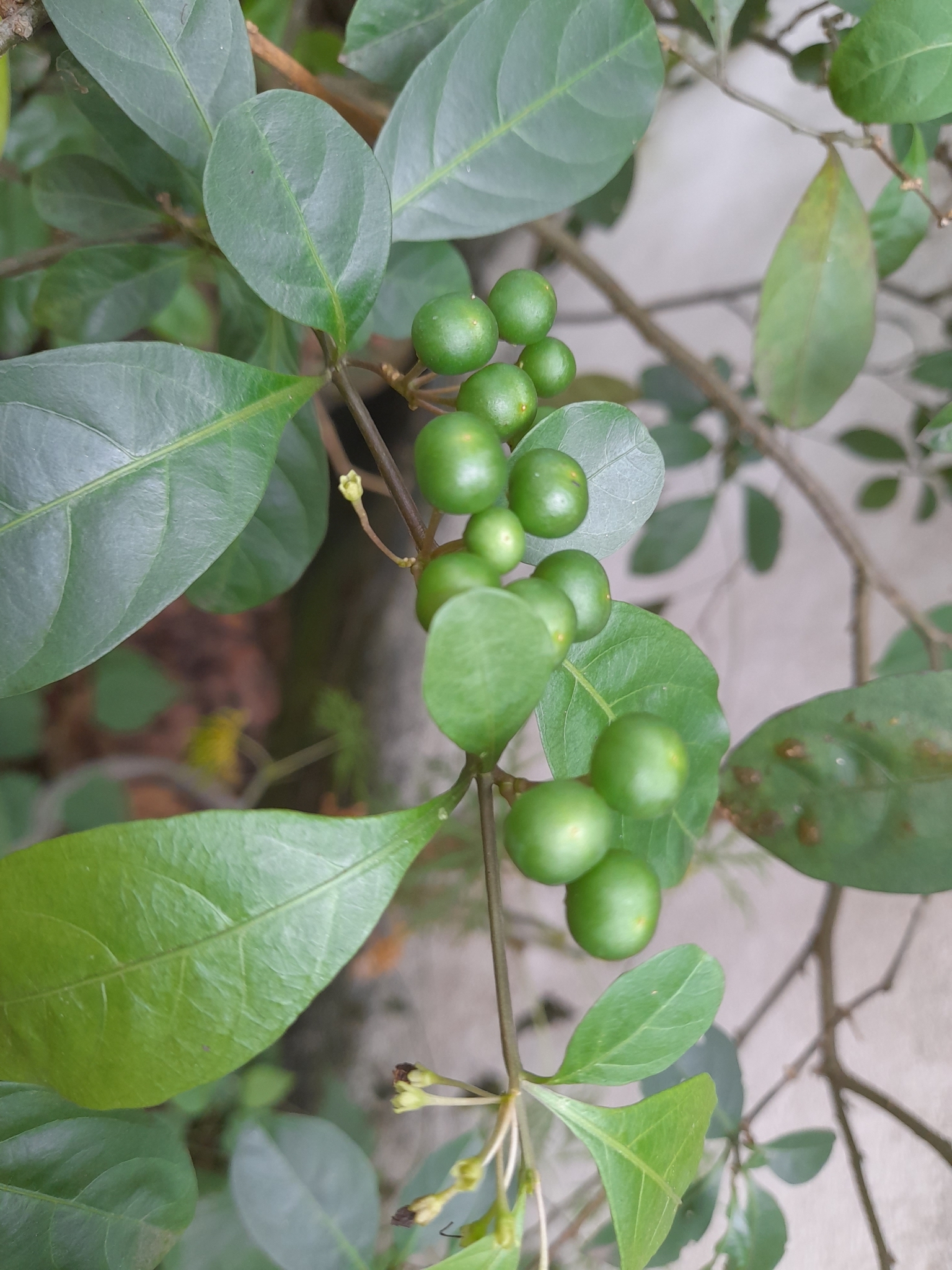 Solanum diphyllum