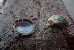 Lottia paradigitalis