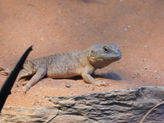 Taylor's Strange Agama photo 3