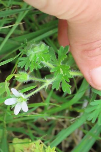Geranium