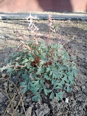 Corydalis glaucescens