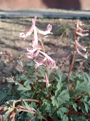 Corydalis glaucescens