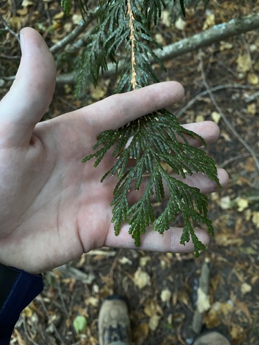 Thuja plicata — photo 3