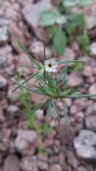 Linanthus bigelovii