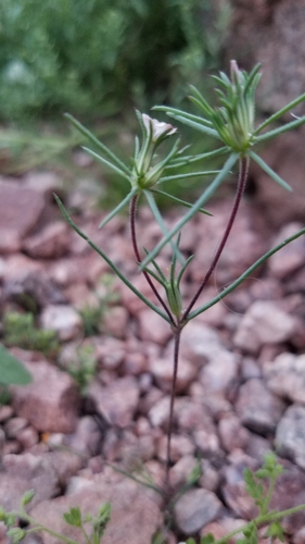 Image of Linanthus bigelovii by (c) Erin Lalime, some rights reserved (CC BY)