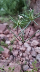 Linanthus bigelovii