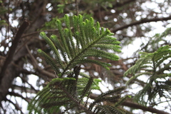 Araucaria columnaris