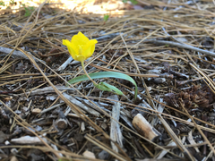 Calochortus monophyllus