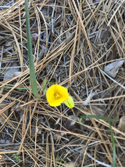 Calochortus monophyllus