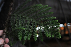 Araucaria columnaris