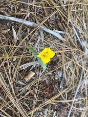 Calochortus monophyllus