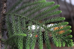 Araucaria columnaris