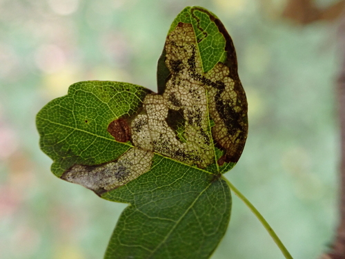 Leucoptera aceris