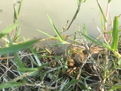 Nanhaipotamon formosanum