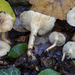 Singerocybe phaeophthalma - Photo 由 matteo_carbone 所上傳的 (c) matteo_carbone，保留部份權利CC BY-NC