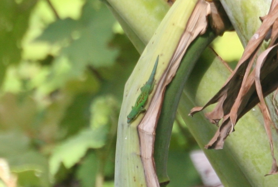 Lesser Madagascar Day Gecko