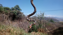 Pituophis deppei