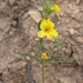 Wide-throated Yellow Monkeyflower - Photo (c) James Bailey, some rights reserved (CC BY-NC), uploaded by James Bailey