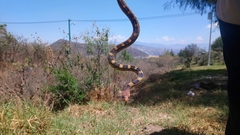 Pituophis deppei
