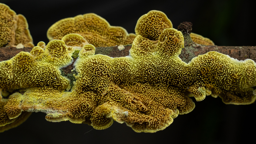 Flavodon flavus