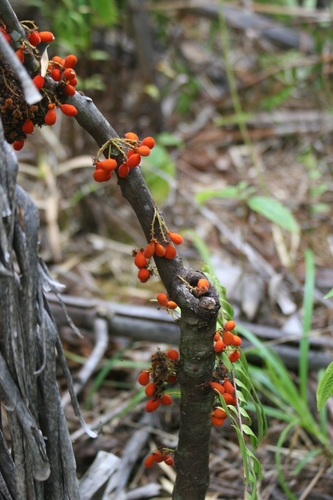 Itch-pod (Cnestis polyphylla)