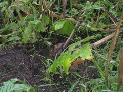 Cratogeomys merriami