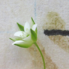 Arenaria benthamii