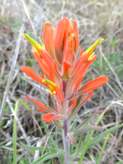 Castilleja lindheimeri
