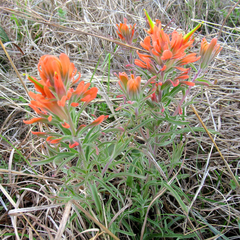 Castilleja lindheimeri