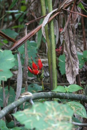 Aframomum zambesiacum
