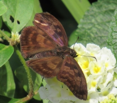 Anastrus sempiternus