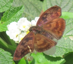 Anastrus sempiternus
