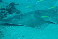 Rhynchobatus djiddensis