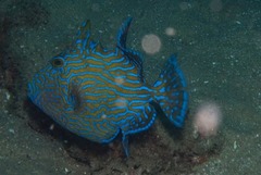 Pseudobalistes fuscus