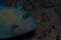 Pseudobalistes fuscus