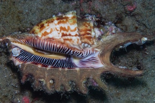 elongate spider conch
