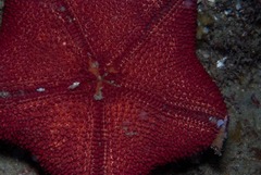 Asterodiscides belli