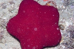 Asterodiscides belli