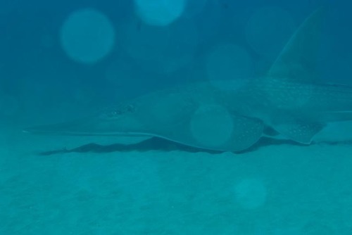 Rhynchobatus djiddensis