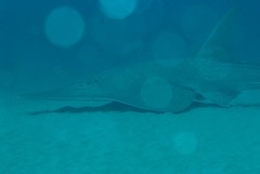 Rhynchobatus djiddensis