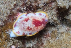 Goniobranchus tinctorius